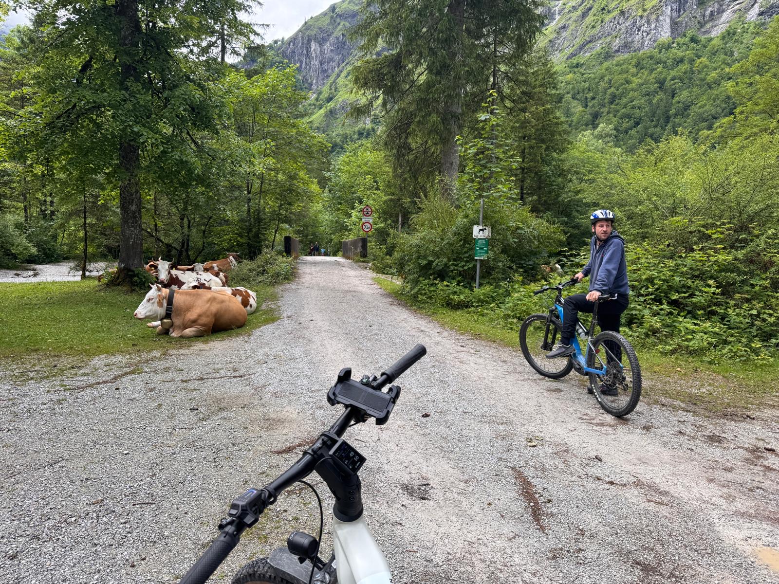 Almkühe am Wegrand im Salzburger Land