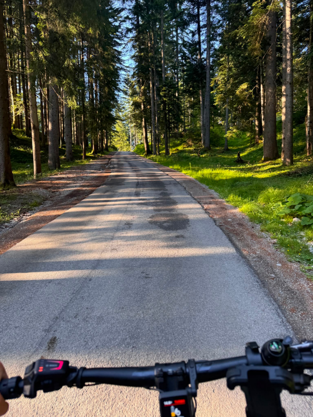 Waldweg durch Nadelbäume auf dem Trattberg